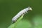 Selective focus on a white caterpillar on a leaf