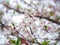 Selective focus white cherry blossom is blooming in spring on diffused background