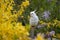 Selective focus of a white cockatiel perching on an autumn tree branch with blurred background