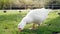 Selective focus of a white duck eating