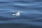 Selective focus white feather floating on the surface of a lake