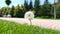 Selective focus on white fluffy dandelion flower swinging with the wind in a park.