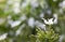 Selective focus on white Gerdenia Crape Jasmine. Beautiful white flowers under natural sunlight. Close up The Gardenia Crape Jasmi