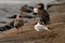 selective focus on white gull with colored head on the shore