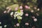 Selective focus of the white Ornithogalum flower