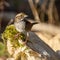 Selective focus of a white-throated sparrow perching on the mossy, sunlit stone blurred background