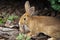 Selective focus. Wild, native young rabbit, Oryctolagus cuniculus