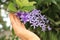 Selective focus on woman hand that touches the purple sandpaper vine flowers bunch.