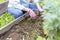 selective focus woman planting in her vegetable garden made of recycled pallets