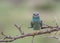 Selective focus of a woodpecker finch standing on a tree branch