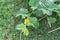 Selective focus yellow cantaloupe flowers and small fruits growing