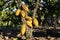 selective focus yellow cocoa fruit Many cocoa pods are full-grown with unattractive skin. causing the selling price to drop