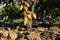 selective focus yellow cocoa fruit Many cocoa pods are full-grown with unattractive skin. causing the selling price to drop