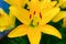 Selective focus: yellow lily flower, close up. Macro brown-orange stamens and light green pistil. Picture for post