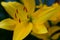 Selective focus: yellow lily flower, close up. Macro brown-orange stamens and light green pistil. Picture for post