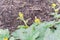 Selective focus yellow organic cantaloupe flowers growing