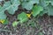 Selective focus yellow organic cantaloupe flowers growing