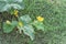 Selective focus yellow organic cantaloupe flowers growing