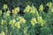 Selective focus yellow Snapdragons flower or Dragon flowers or in a garden.Antirrhinum