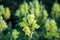 Selective focus yellow Snapdragons flower or Dragon flowers or in a garden.Antirrhinum