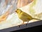 Selective focus. Young male Curious yellow canary looks straight sitting on a cage on a color background. Breeding songbirds at