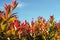 Selective focus on young red leaves on the tree with blue sky background and defocused crowd of leaves in foreground