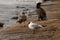 selective focus on young white gull with colored head on the shore