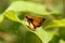 Selective focus of a Zabulon skipper butterfly on a green leaf