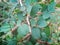 Selective Focus of Ziziphus Nummularia or Jujube Plant Showing Its Leaves and Thorns in Detail