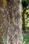 Selective focused aged tree trunk with rugged bark inside of the forest