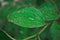 Selective focused beautiful view of leaf with water drops