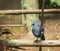 Selective Focused Victoria Crowned Pigeon is large, bluish-grey pigeon with elegant blue lace-like crests, maroon breast. It