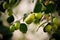 Selective focused view of jujube in an Indian village