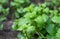 Selective focused young spearmint plant growing on the ground with copy space