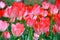 Selective focusing on Beautiful blooming pink tulips on blurred background with bokeh of tulip pattern