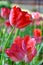 Selective focusing on Red tulip with soft focus of many tulips surrounding in the garden background