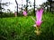 Selective focusing on Siam tulip flower with background of green meadow in rain forest on cloudy day