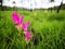 Selective focusing on Siam tulip flower with background of green meadow in rain forest on cloudy day