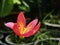 Selective focusing of Zephyranthes Sh. Apple Jack blooming with garden background. Rain lily is flower of West wind