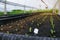 Selective of green seedling, Closeup of small saplings in garden