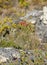 Selective of a hummingbird on a flower in a rocky area