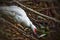 Selective of a Muscovy duck (Cairina moschata) drinking water