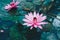 Selective pink lotus in pond in morning nature background