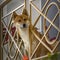 Selective of a Shiba Inu dog looking through the railings of a balcony