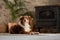 Selective shot of an Australian shepherd (herding dog) sitting on a carpet in front of a wood heater