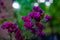 Selective shot of beautiful violet Pelargonium flowers on the blurred background