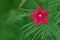Selective shot of a blooming dark pink Cypress Vine flower on a green background