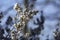 Selective shot of a branch of a cherry blossom under the sunlight with a blurry background