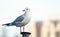 Selective shot of a European herring gull perching on a metal pillar