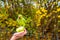 Selective shot of a hand holding a green parrot, feeding with an apple